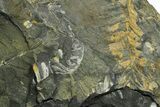 Fossil Seed Fern (Alethopteris) Plate - Pennsylvania #377519-1